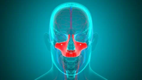Human Skeleton Skull Maxillal Bone Anatomy For Medical Concept 库存插图