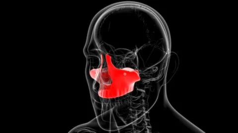 Human Skeleton Skull Maxillal Bone Anatomy For Medical Concept Stock Illustration
