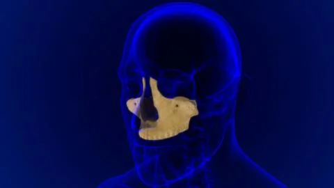 Human Skeleton Skull Maxillal Bone Anatomy For Medical Concept イラスト素材