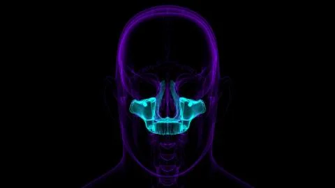 Human Skeleton Skull Maxillal Bone Anatomy For Medical Concept Stock Illustration