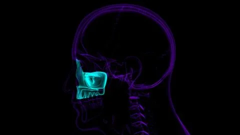 Human Skeleton Skull Maxillal Bone Anatomy For Medical Concept Ilustración de archivo