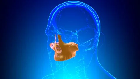 Human Skeleton Skull Maxillal Bone Anatomy For Medical Concept Stock Illustration
