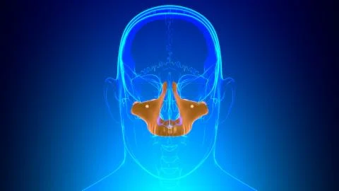 Human Skeleton Skull Maxillal Bone Anatomy For Medical Concept Ilustración de archivo