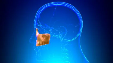 Human Skeleton Skull Maxillal Bone Anatomy For Medical Concept Stock Illustration