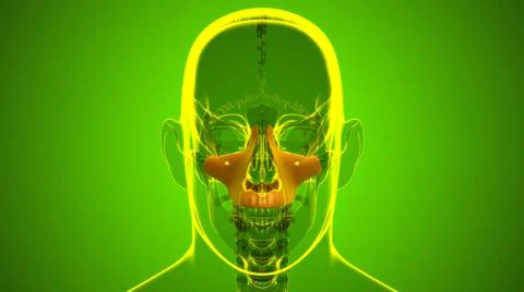 Human Skeleton Skull Maxillal Bone Anatomy For Medical Concept Stock Illustration