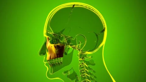 Human Skeleton Skull Maxillal Bone Anatomy For Medical Concept Ilustración de archivo