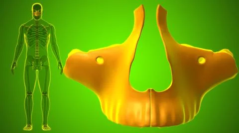 Human Skeleton Skull Maxillal Bone Anatomy For Medical Concept Illustrazione stock