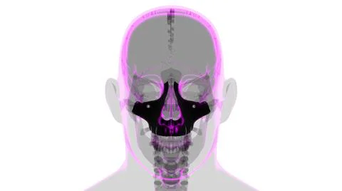 Human Skeleton Skull Maxillal Bone Anatomy For Medical Concept Illustrazione stock