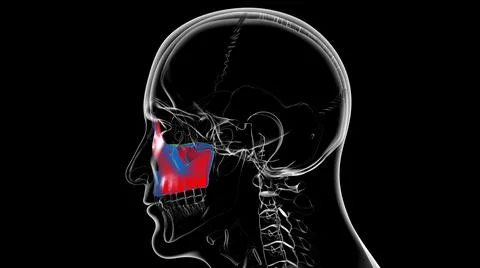 Human Skeleton Skull Maxillal Bone Anatomy For Medical Concept Stock Illustration