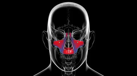 Human Skeleton Skull Maxillal Bone Anatomy For Medical Concept Stock Illustration