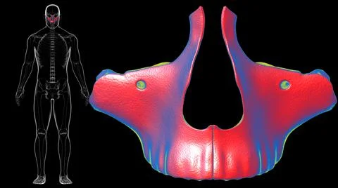 Human Skeleton Skull Maxillal Bone Anatomy For Medical Concept Stock Illustration