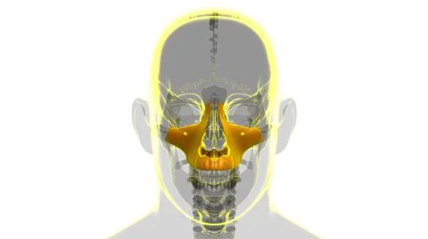 Human Skeleton Skull Maxillal Bone Anatomy For Medical Concept Stockillustratie