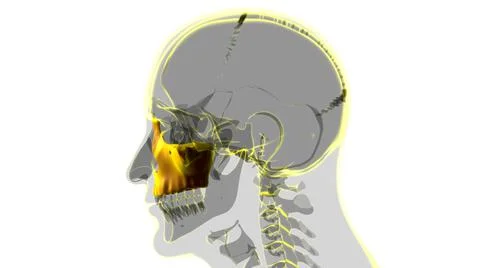 Human Skeleton Skull Maxillal Bone Anatomy For Medical Concept イラスト素材