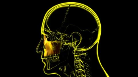 Human Skeleton Skull Maxillal Bone Anatomy For Medical Concept Ilustración de archivo