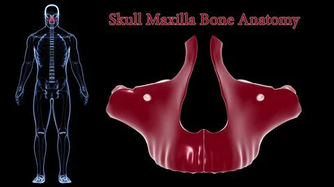Human Skeleton Skull Maxillal Bone Anatomy For Medical Concept 3D 库存插图