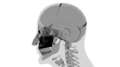Human Skeleton Skull Maxillal Bone Anatomy For Medical Concept Ilustración de archivo