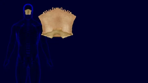 Human skeleton Skull Occipital Bone Anatomy 3D Illustration Stock Footage 150895309