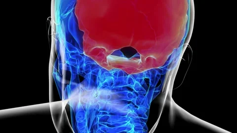 Human skeleton skull occipital bone anatomy for medical concept 3D rendering Stock Footage 277950375