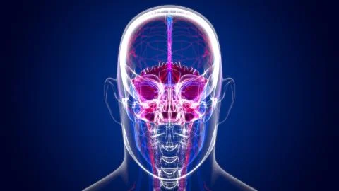 Human Skeleton Skull Occipital Bone Anatomy For Medical Concept Ilustración de archivo