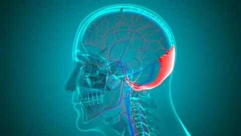 Human Skeleton Skull Occipital Bone Anatomy For Medical Concept 库存插图