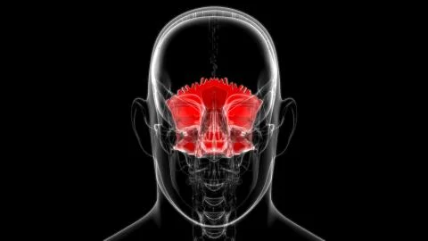 Human Skeleton Skull Occipital Bone Anatomy For Medical Concept 库存插图
