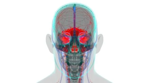 Human Skeleton Skull Occipital Bone Anatomy For Medical Concept Ilustración de archivo