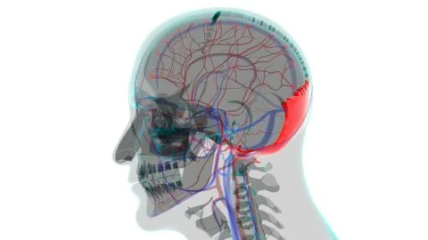 Human Skeleton Skull Occipital Bone Anatomy For Medical Concept Stock-Illustration