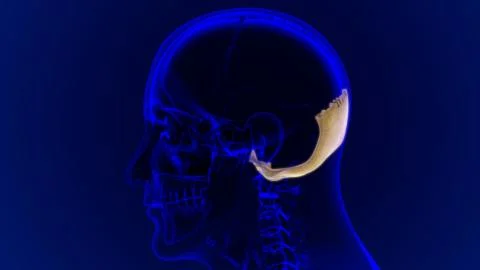 Human Skeleton Skull Occipital Bone Anatomy For Medical Concept Ilustración de archivo