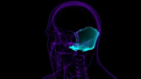 Human Skeleton Skull Occipital Bone Anatomy For Medical Concept 스톡 일러스트