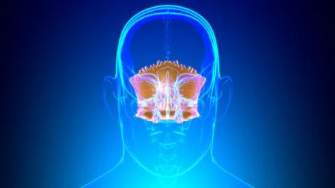 Human Skeleton Skull Occipital Bone Anatomy For Medical Concept 스톡 일러스트