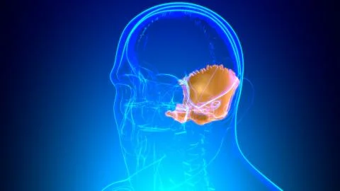 Human Skeleton Skull Occipital Bone Anatomy For Medical Concept 库存插图