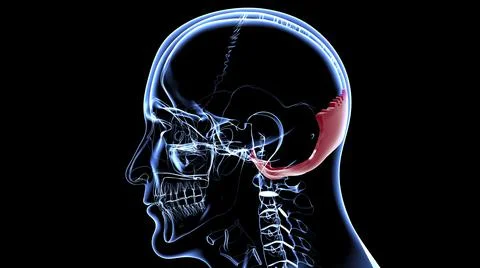 Human Skeleton Skull Occipital Bone Anatomy For Medical Concept Illustrazione stock