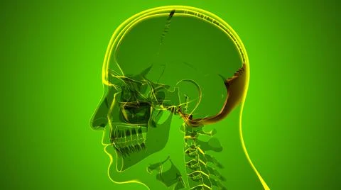 Human Skeleton Skull Occipital Bone Anatomy For Medical Concept 库存插图