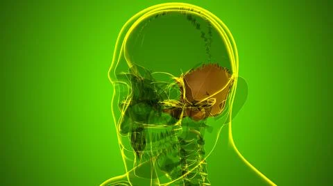 Human Skeleton Skull Occipital Bone Anatomy For Medical Concept 库存插图