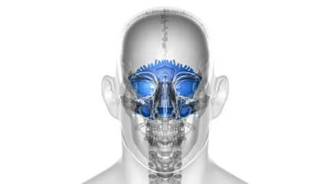 Human Skeleton Skull Occipital Bone Anatomy For Medical Concept Stock Illustration
