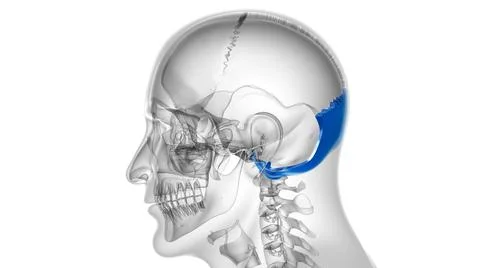 Human Skeleton Skull Occipital Bone Anatomy For Medical Concept 库存插图