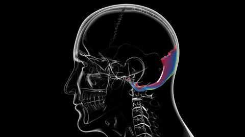 Human Skeleton Skull Occipital Bone Anatomy For Medical Concept Stock Illustration
