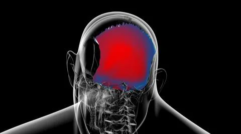 Human Skeleton Skull Occipital Bone Anatomy For Medical Concept Stock Illustration