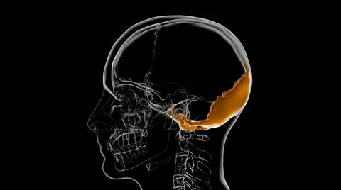 Human Skeleton Skull Occipital Bone Anatomy For Medical Concept 3D Ilustración de archivo