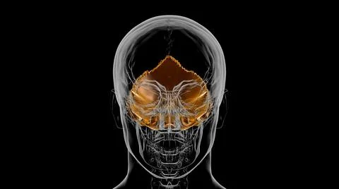 Human Skeleton Skull Occipital Bone Anatomy For Medical Concept 3D Ilustración de archivo