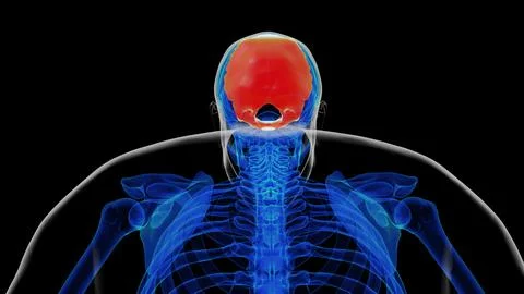 Human skeleton skull occipital bone anatomy for medical concept 3D rendering 库存插图