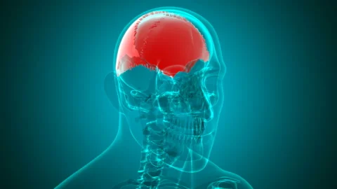 Human skeleton Skull Parietal Bone Anatomy Loopable 3D Illustration Stock Footage 135838227