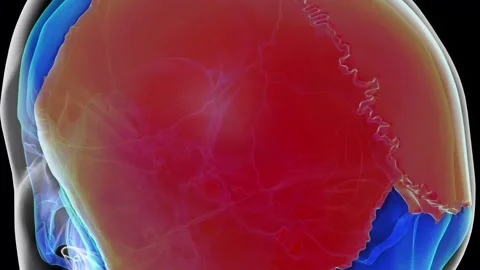 Human skeleton skull parietal bone anatomy for medical concept 3D rendering Stock Footage 277590856