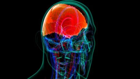 Human Skeleton Skull Parietal Bone Anatomy For Medical Concept Stock Illustration