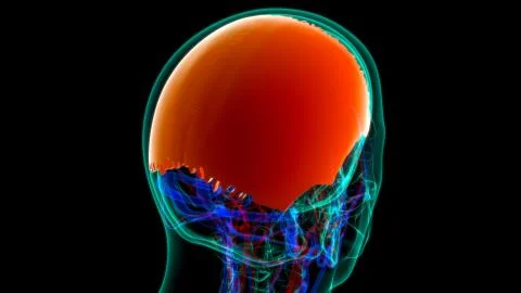 Human Skeleton Skull Parietal Bone Anatomy For Medical Concept Illustrazione stock