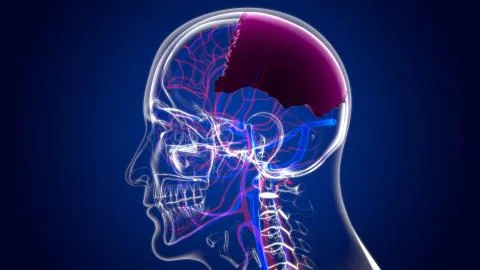 Human Skeleton Skull Parietal Bone Anatomy For Medical Concept Stock-Illustration