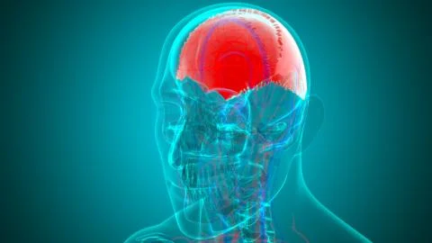 Human Skeleton Skull Parietal Bone Anatomy For Medical Concept Stock Illustration