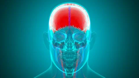 Human Skeleton Skull Parietal Bone Anatomy For Medical Concept Stock Illustration