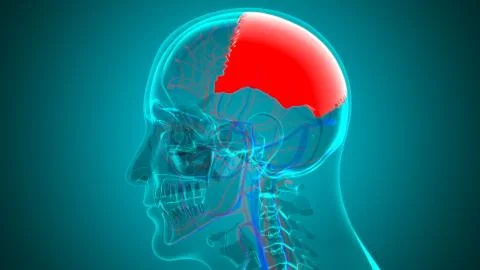 Human Skeleton Skull Parietal Bone Anatomy For Medical Concept Stock-Illustration