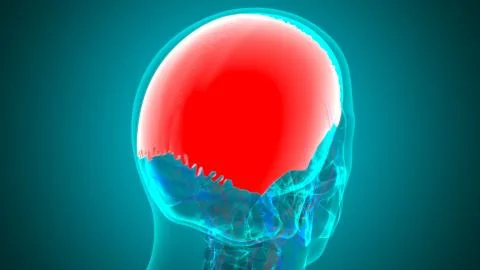 Human Skeleton Skull Parietal Bone Anatomy For Medical Concept Illustrazione stock